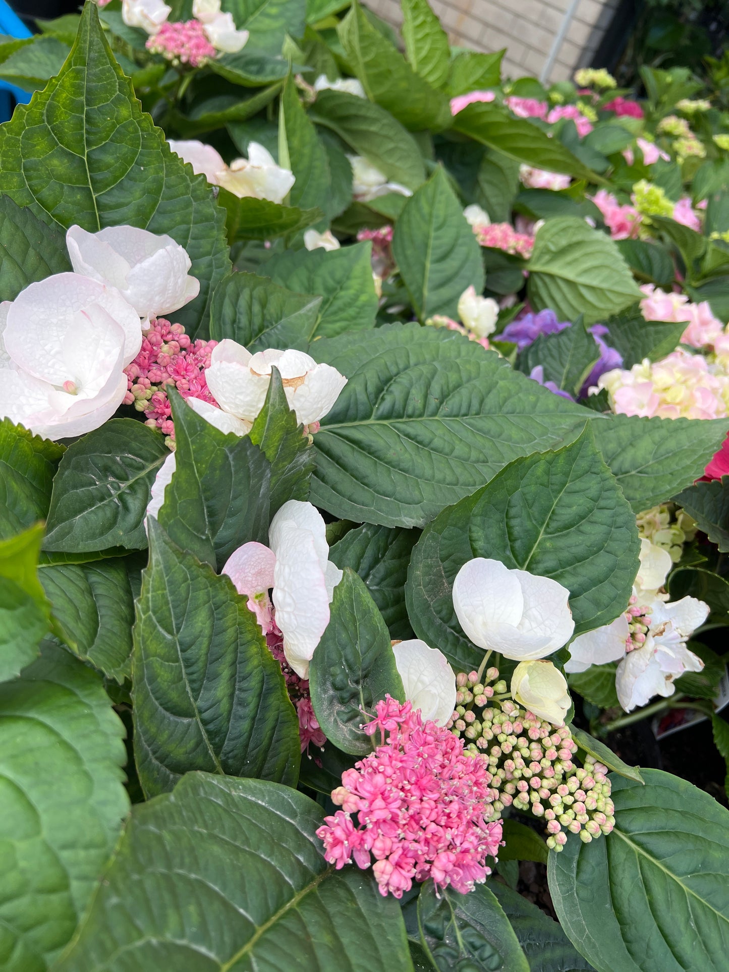 Hydrangea Trail Blazer