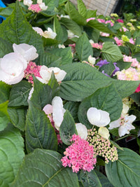 Hydrangea Trail Blazer