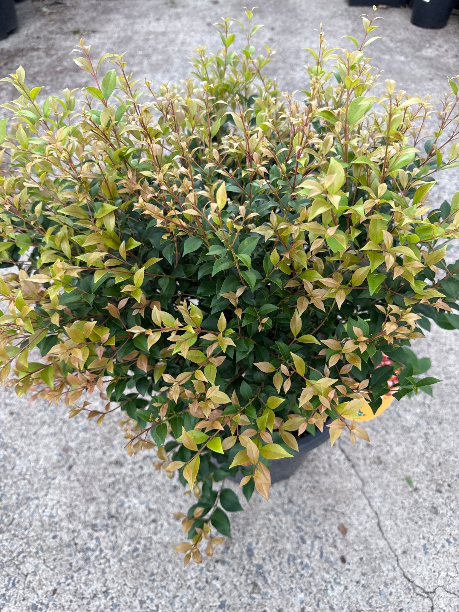 Lilly Pilly 'Allyn Magic' Topiary Ball (PICK UP ONLY) - Ladybird Nursery