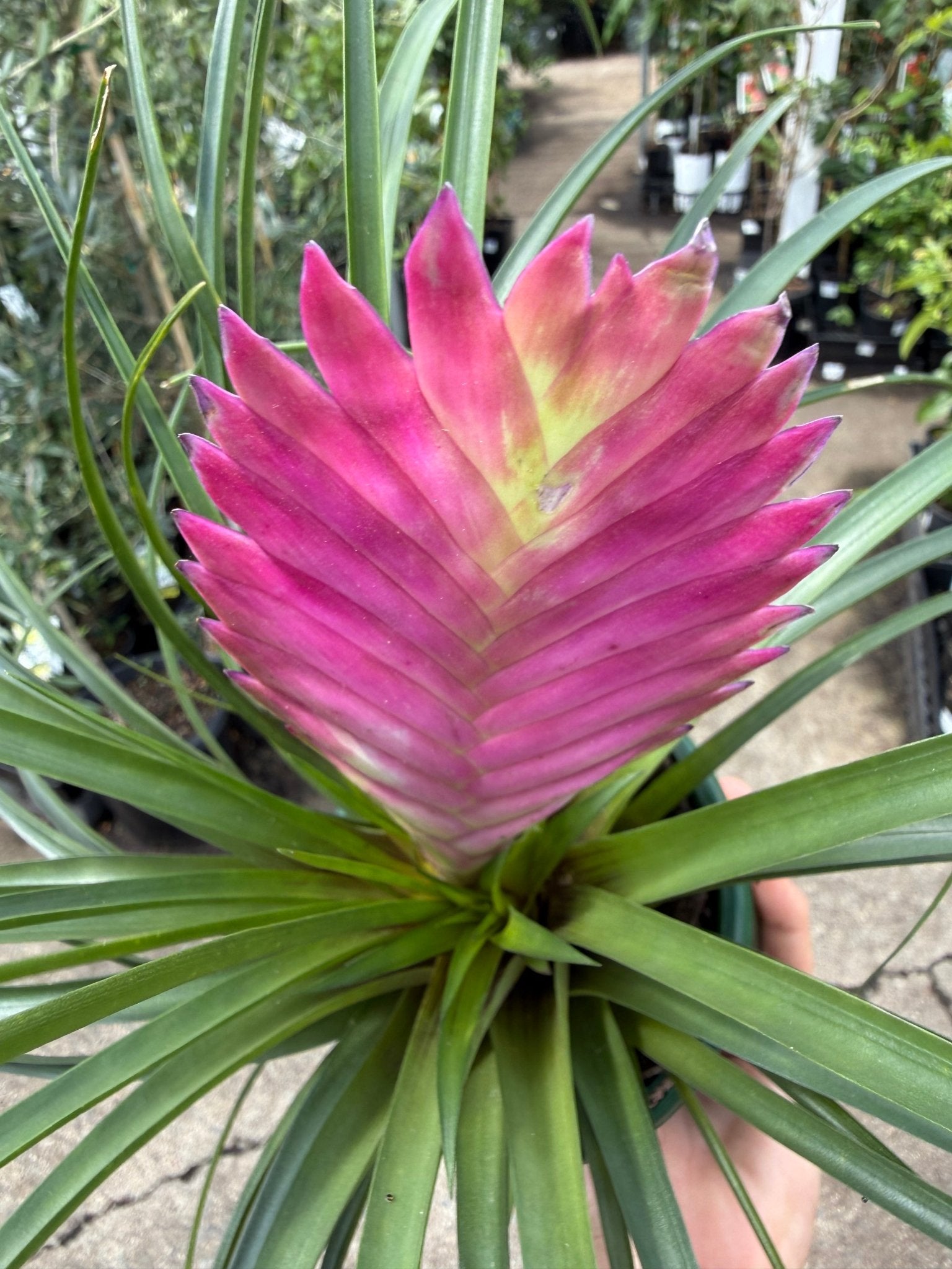 Tilandsia Pink Quill - Ladybird Nursery