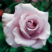 Rose Lagerfield (Rosa) - Ladybird Nursery