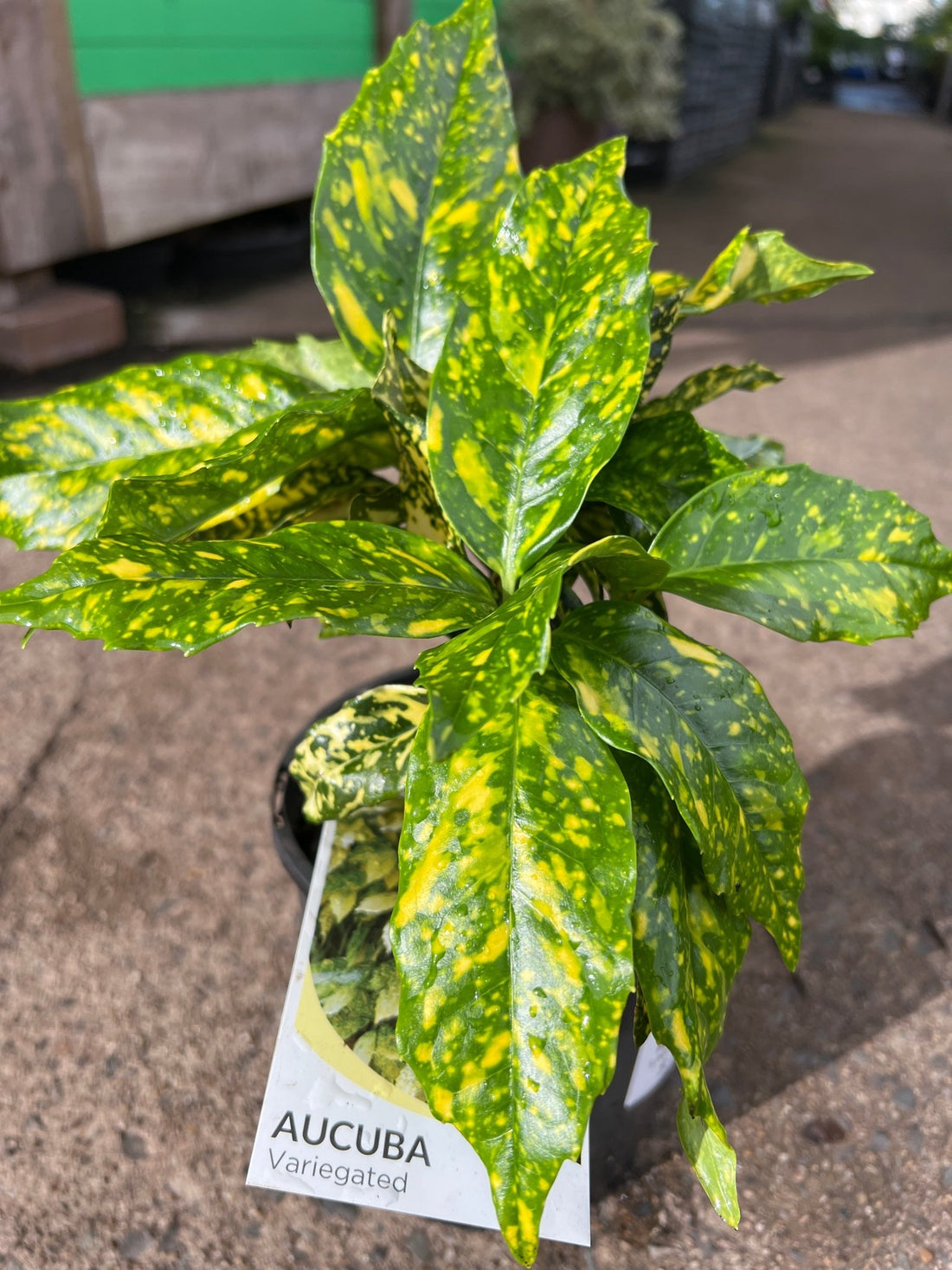 Variegated Japanese Laurel 'Gold Dust' (Aucuba Japonica Variegata) - Ladybird Nursery
