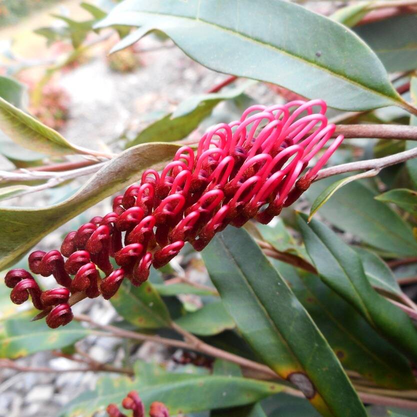 Grevillea Poorinda Royal Mantle - Ladybird Nursery
