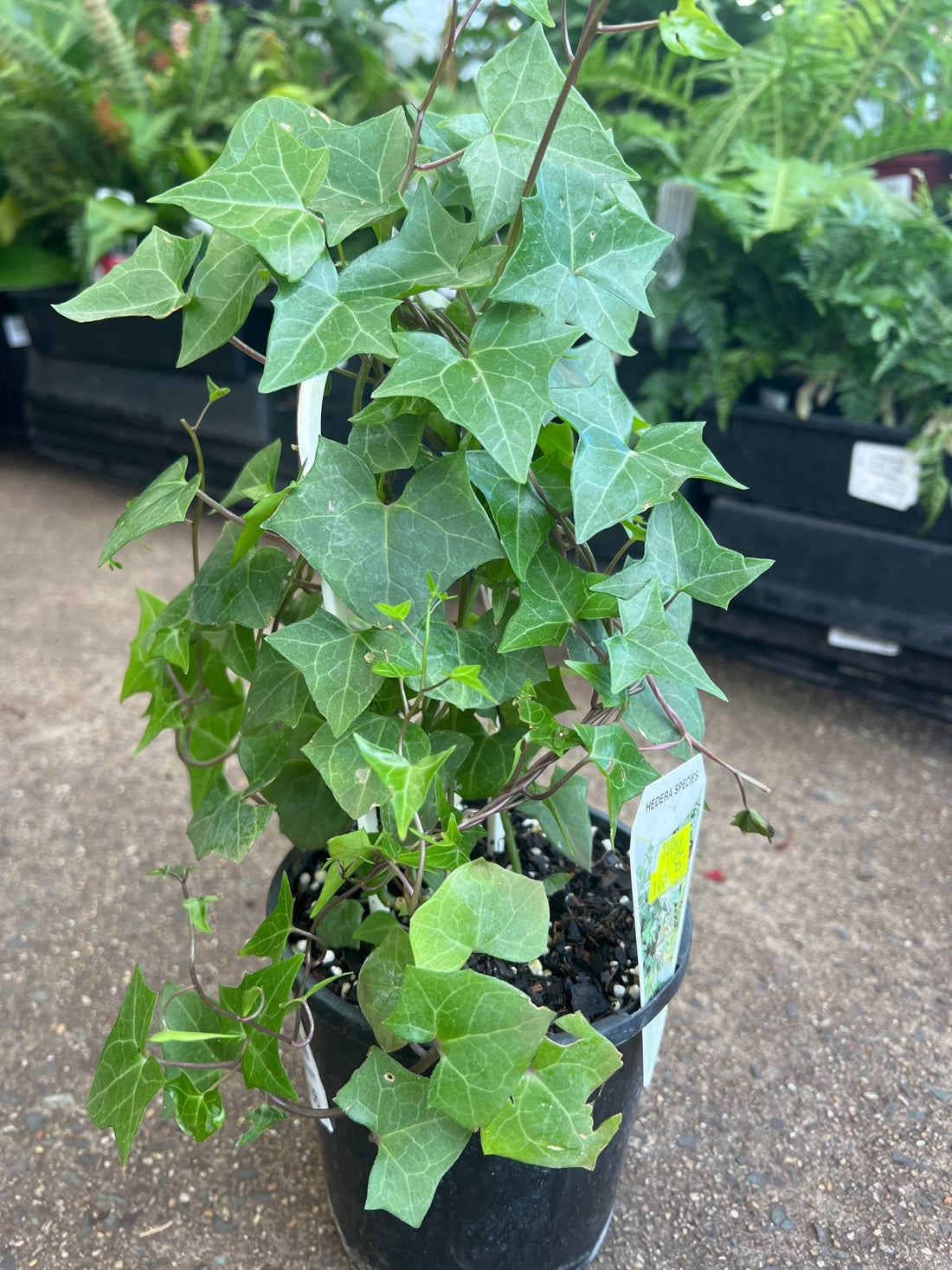 English Ivy (Hedera helix) - Ladybird Nursery