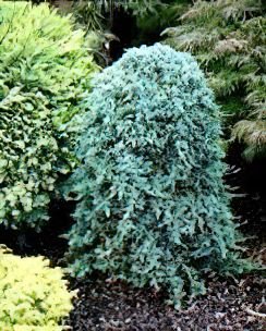 Creeping Juniper Glauca (Juniperus horizontalis) - Ladybird Nursery