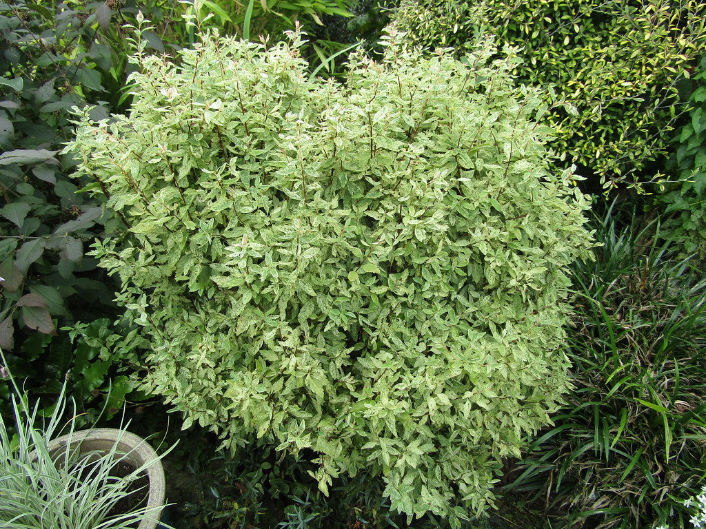 Spirea vanhouttei Pink Ice (Spiraea x)