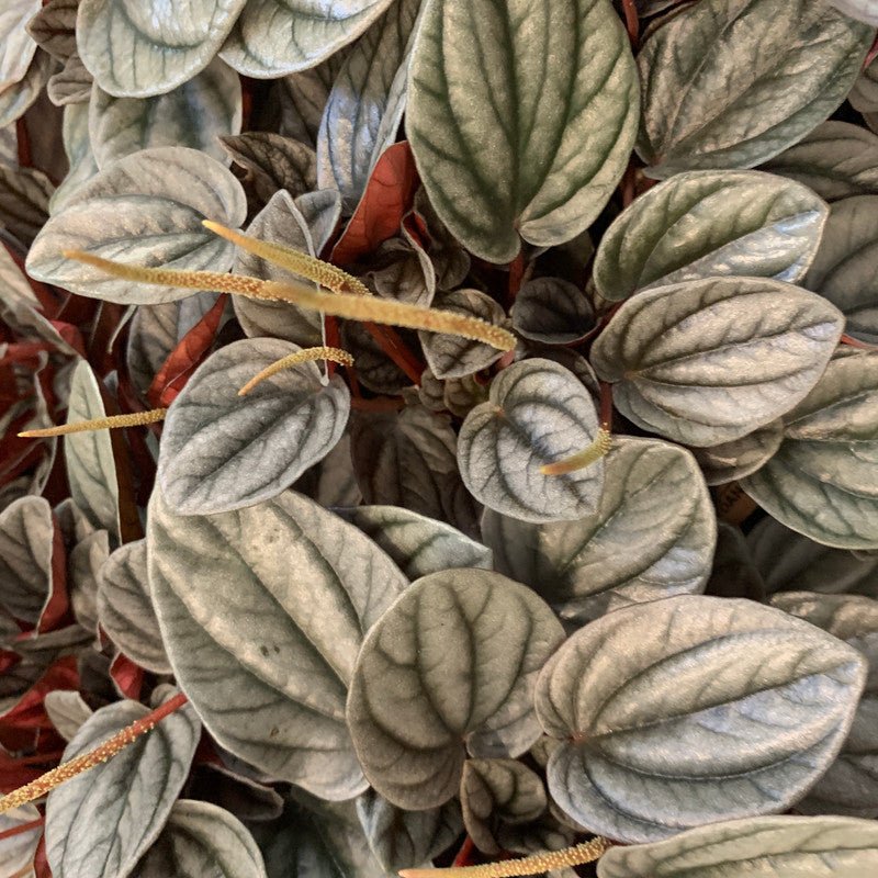 Peperomia Sunrise (Peperomia) - Ladybird Nursery