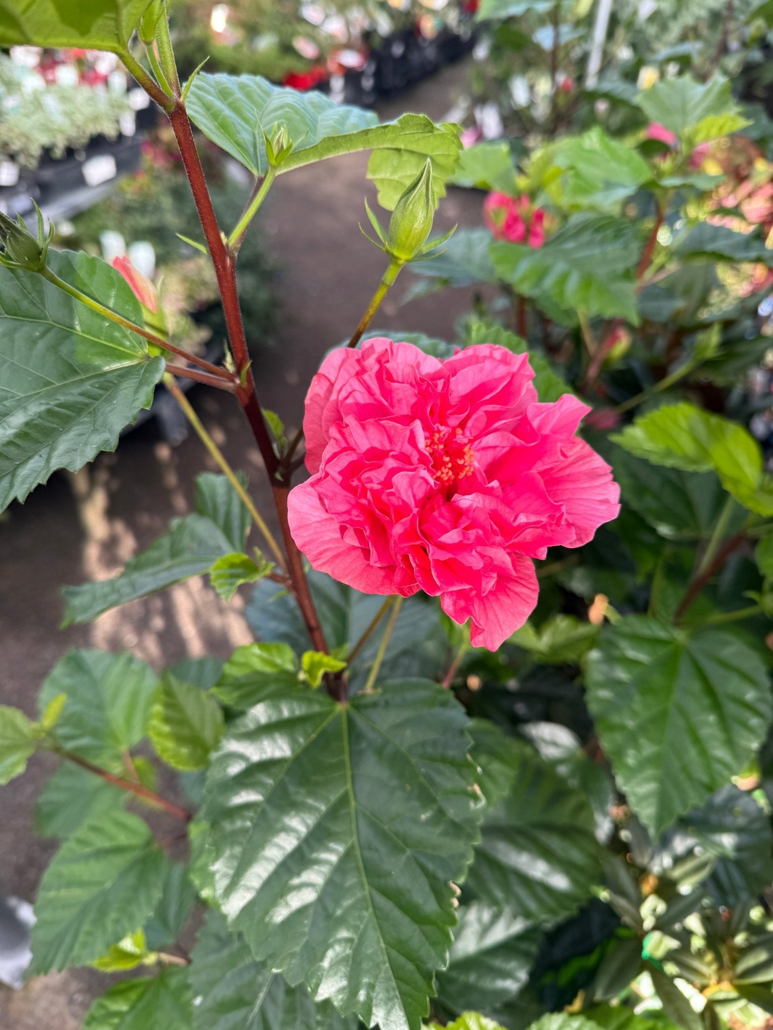 Hibiscus 'Mrs George Davis' (Hibiscus rosa-sinensis) - Large - Ladybird Nursery