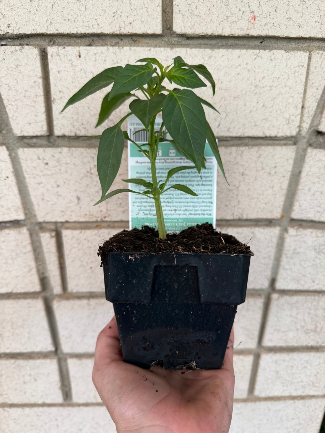 Chilli 'Joe's Long Cayenne' - Ladybird Nursery