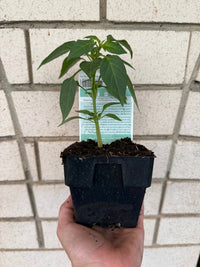 Chilli 'Joe's Long Cayenne' - Ladybird Nursery