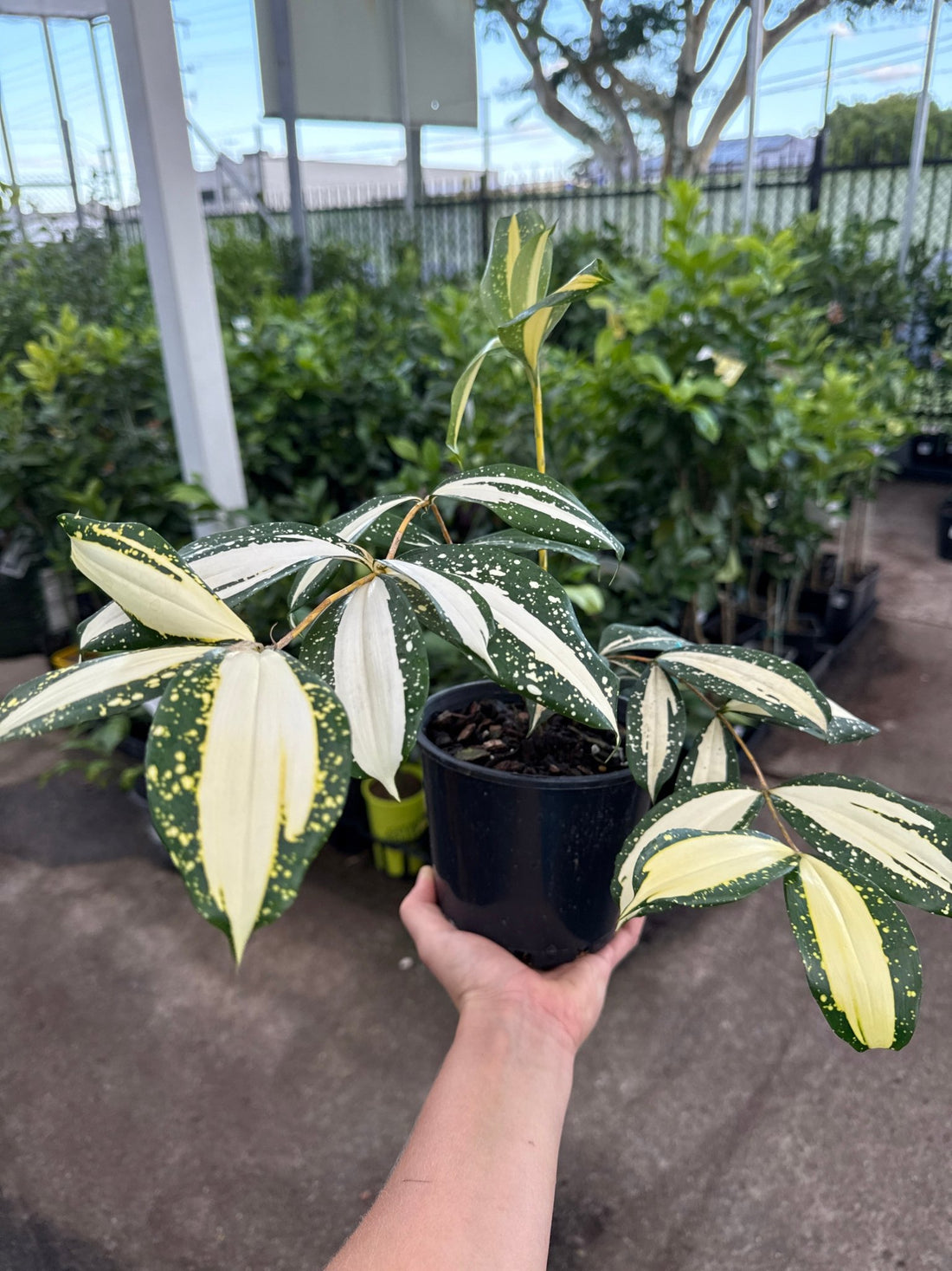 Dracaena ‘Milky Way’ (Dracaena surculosa) - Ladybird Nursery