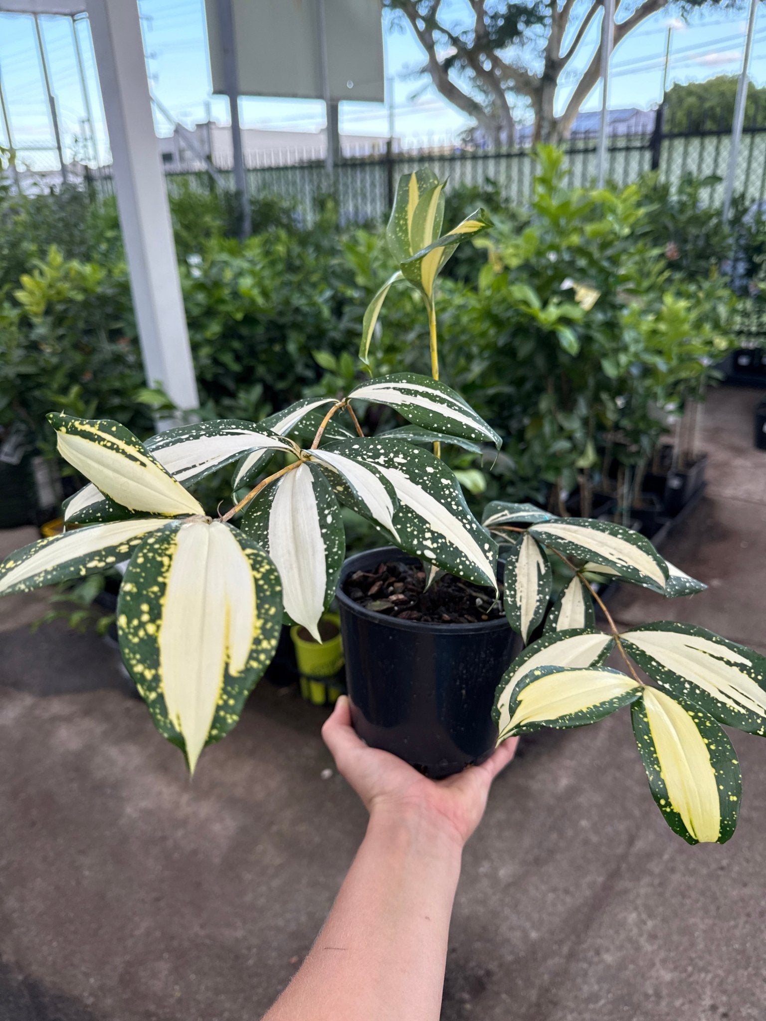 Dracaena ‘Milky Way’ (Dracaena surculosa) - Ladybird Nursery