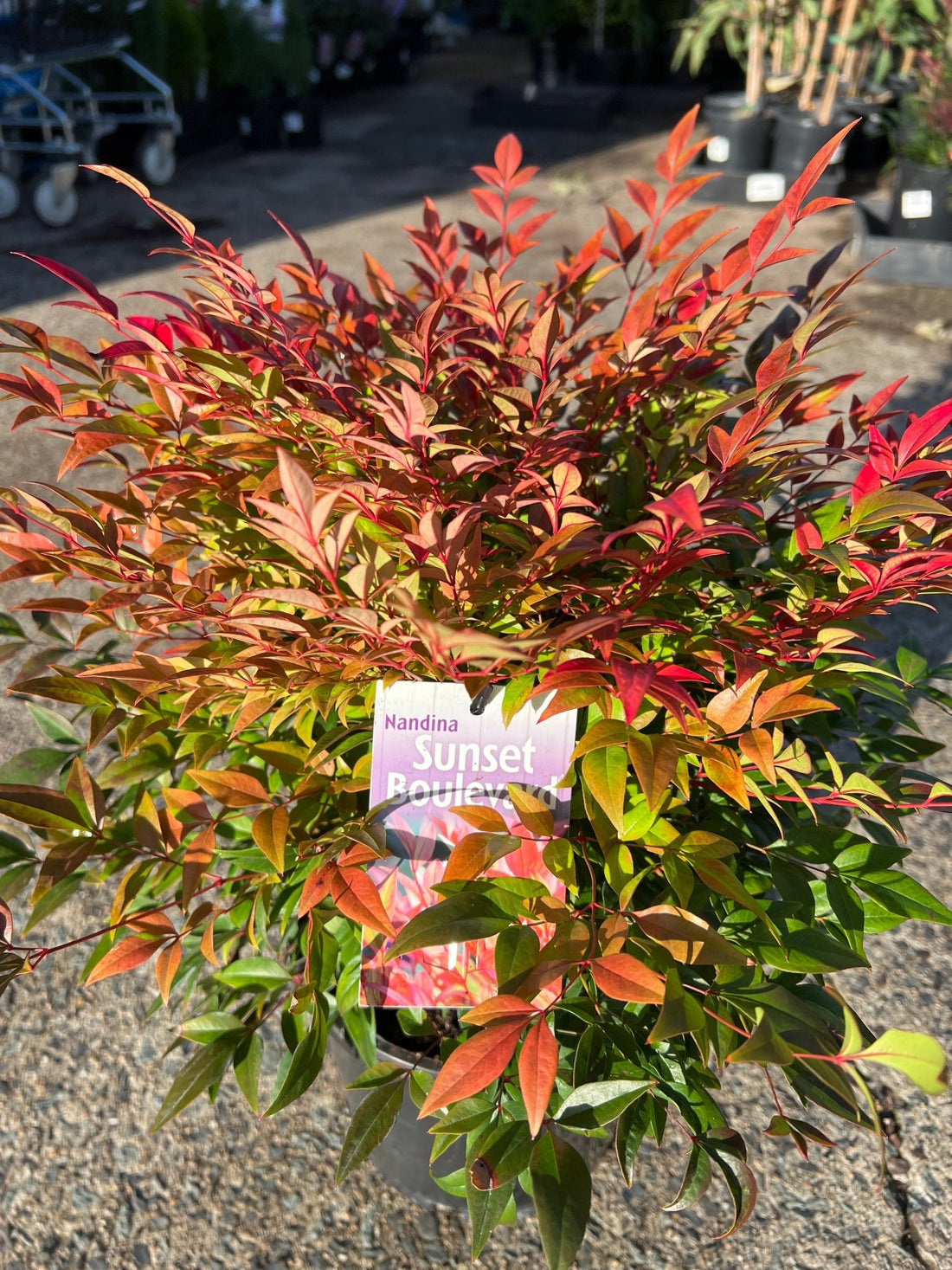 Sunset Boulevard (Nandina domestica) - Ladybird Nursery