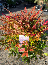 Sunset Boulevard (Nandina domestica) - Ladybird Nursery