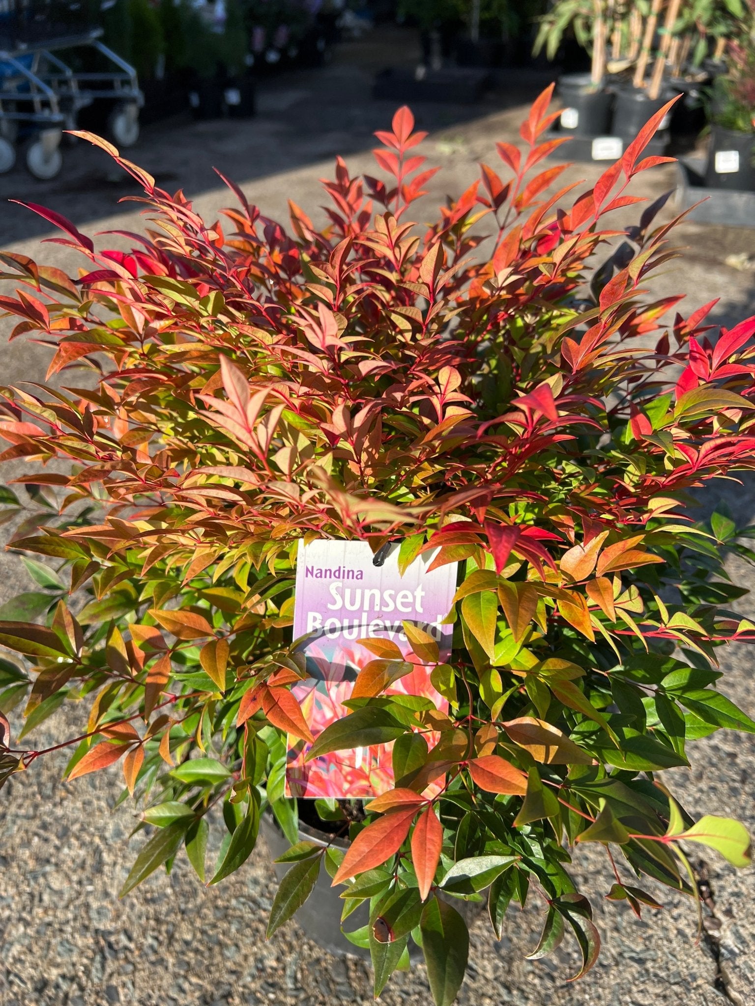 Sunset Boulevard (Nandina domestica) - Ladybird Nursery