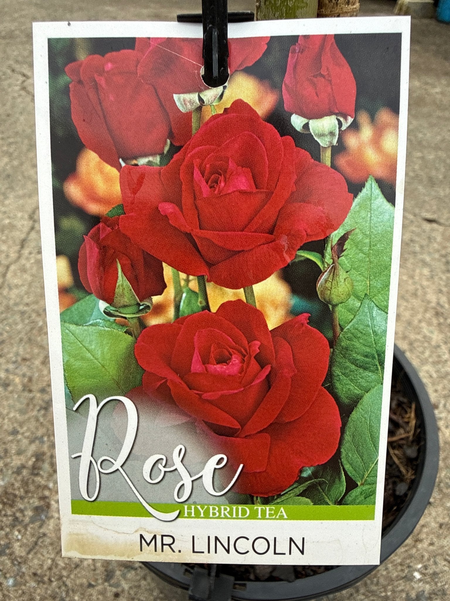 Rose 'Mr Lincoln' - 3ft Standard (PICKUP ONLY) - Ladybird Nursery
