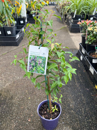 Rose Satinash (Syzygium francisii) - Ladybird Nursery