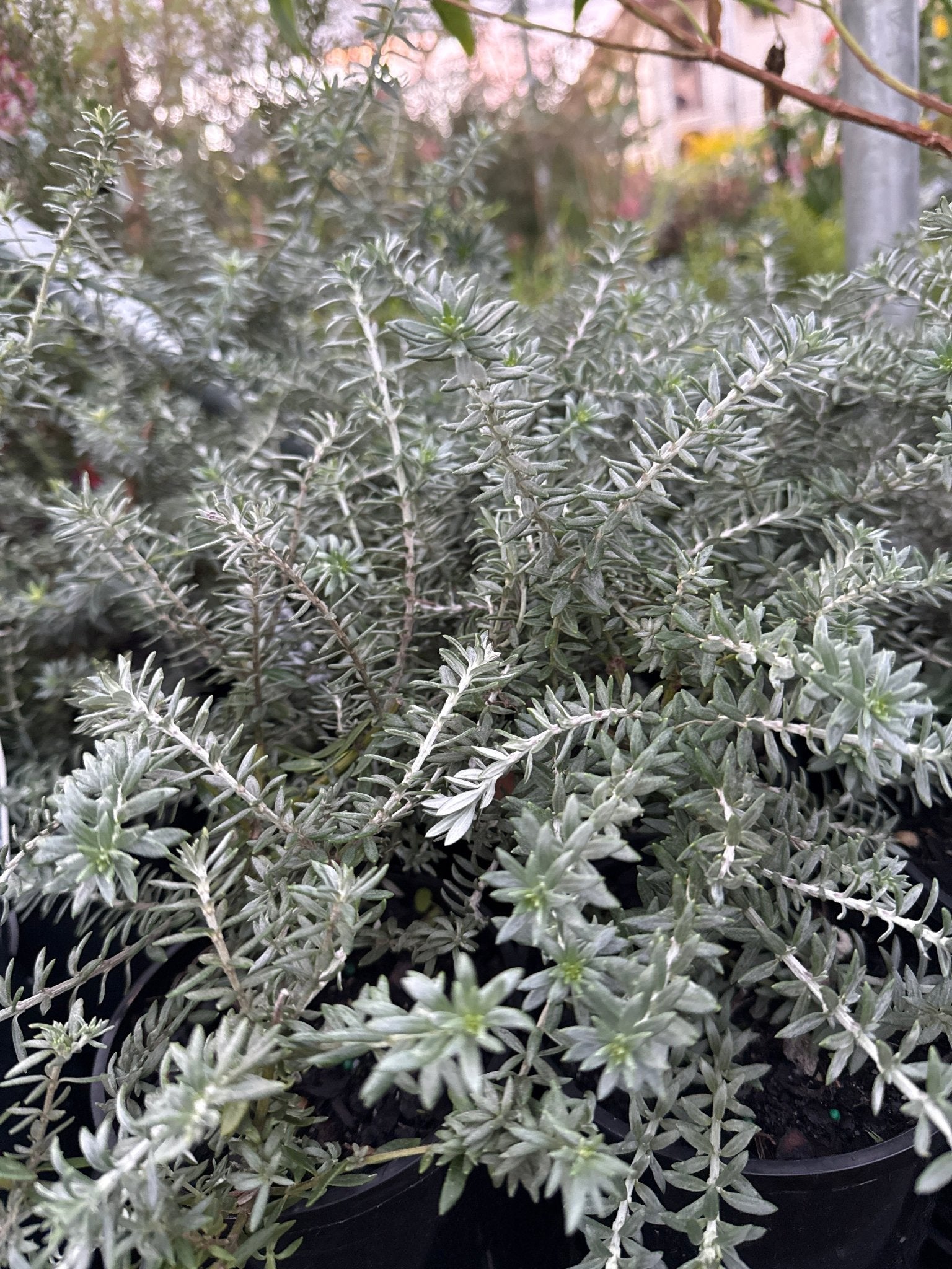 Coastal Rosemary 'Bulli Coastal Creeper' (Westringia fruticosa) - Ladybird Nursery