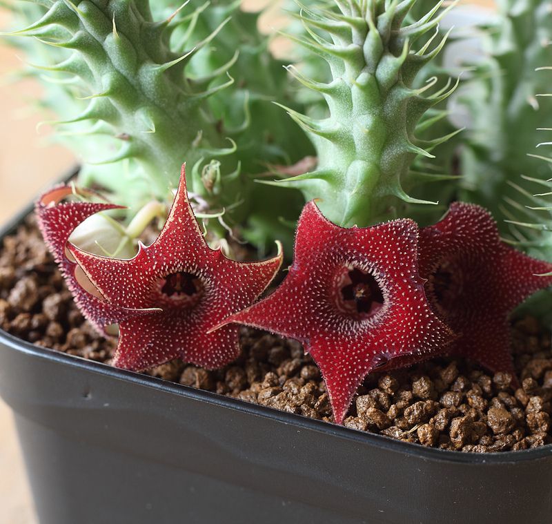 Carrion Flower (Huernia macrocarpa) - Ladybird Nursery