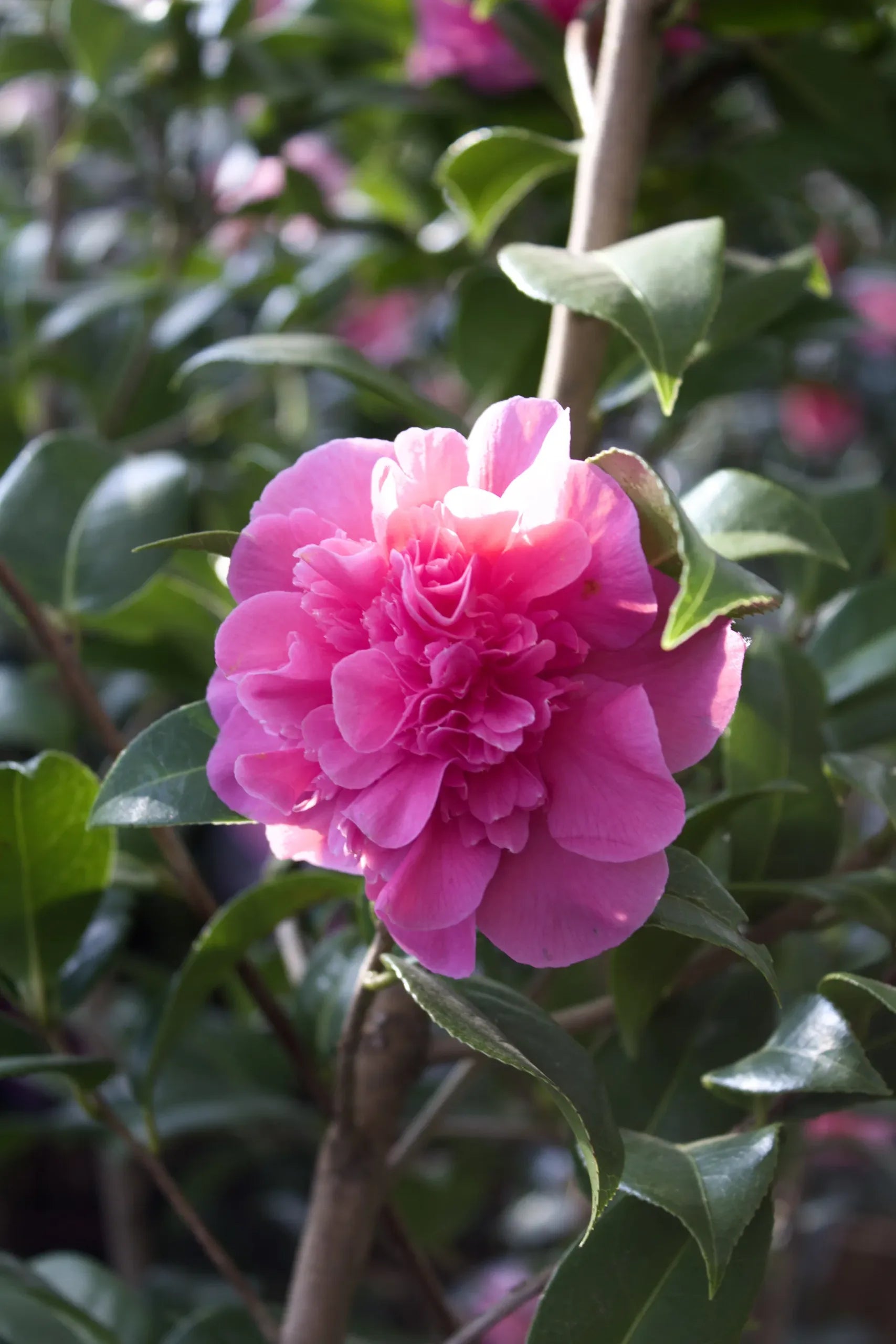 Camellia Debbie (Camellia japonica) - Ladybird Nursery