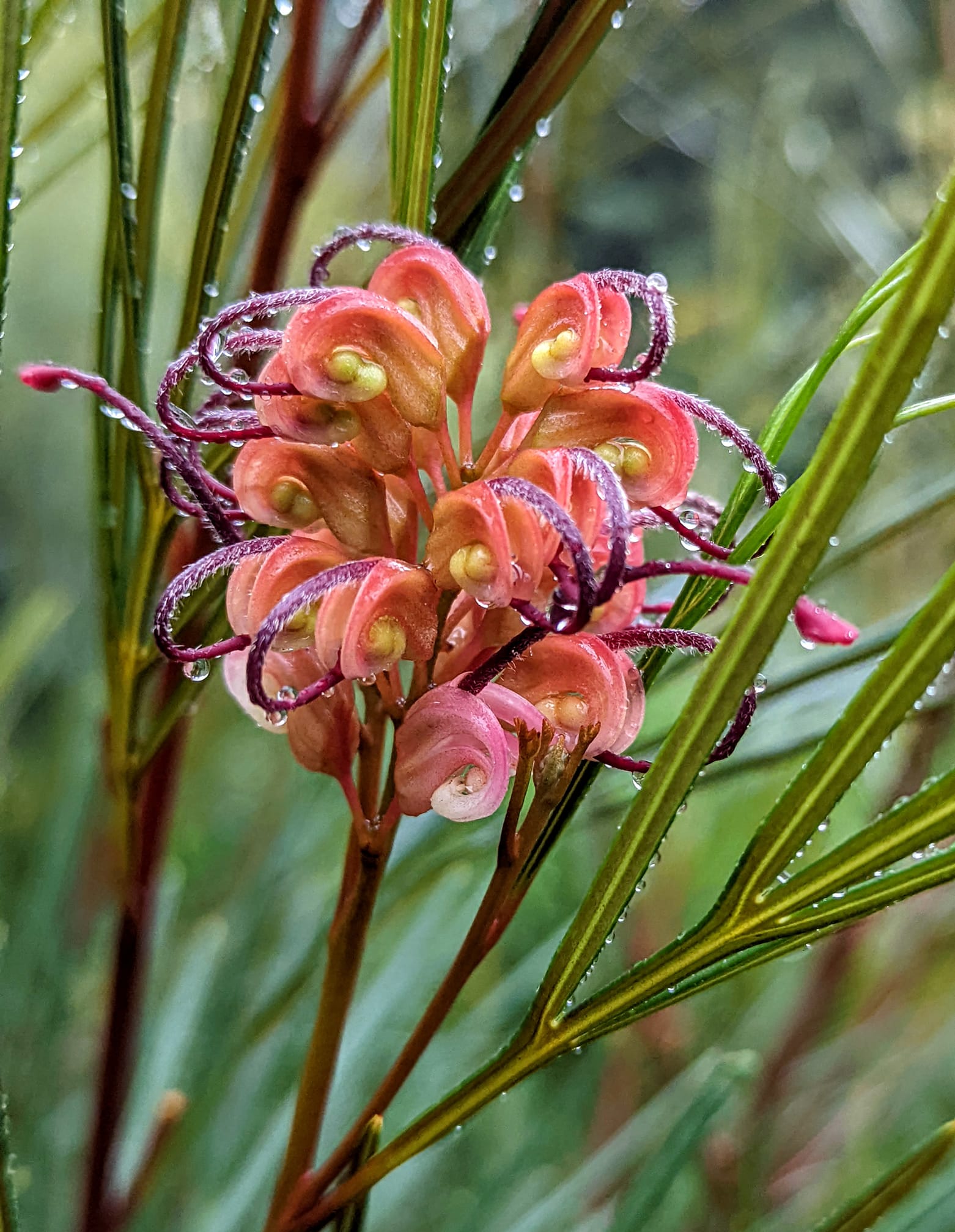 Grevillea Bulli Princess - Ladybird Nursery