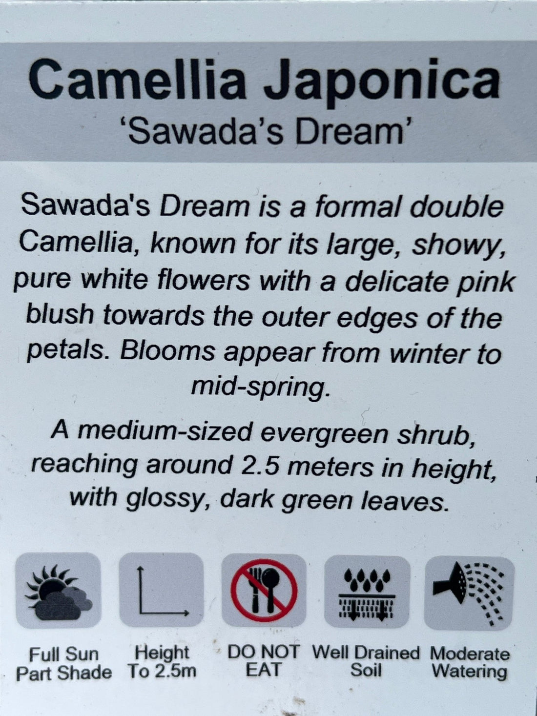 Camellia 'Sawadas Dream' (Camellia japonica) - Ladybird Nursery