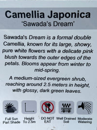 Camellia 'Sawadas Dream' (Camellia japonica) - Ladybird Nursery