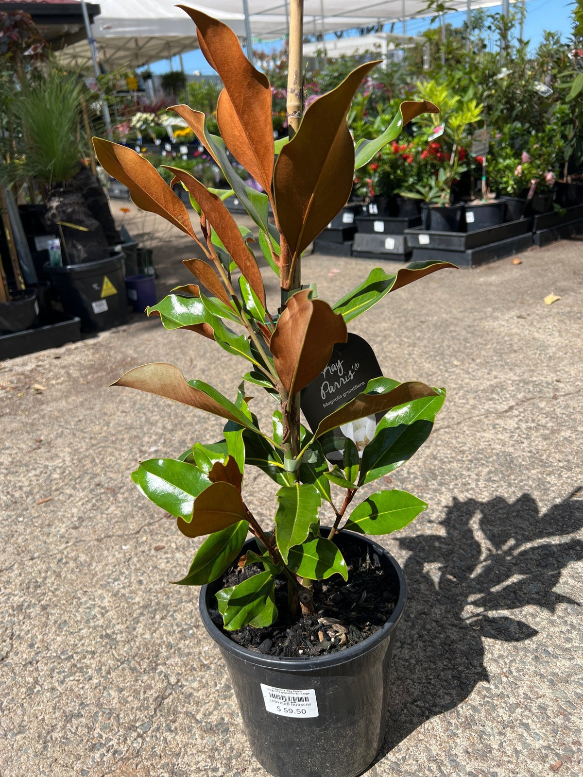Magnolia 'Kay Parris' (Magnolia grandiflora) - Large - Ladybird Nursery