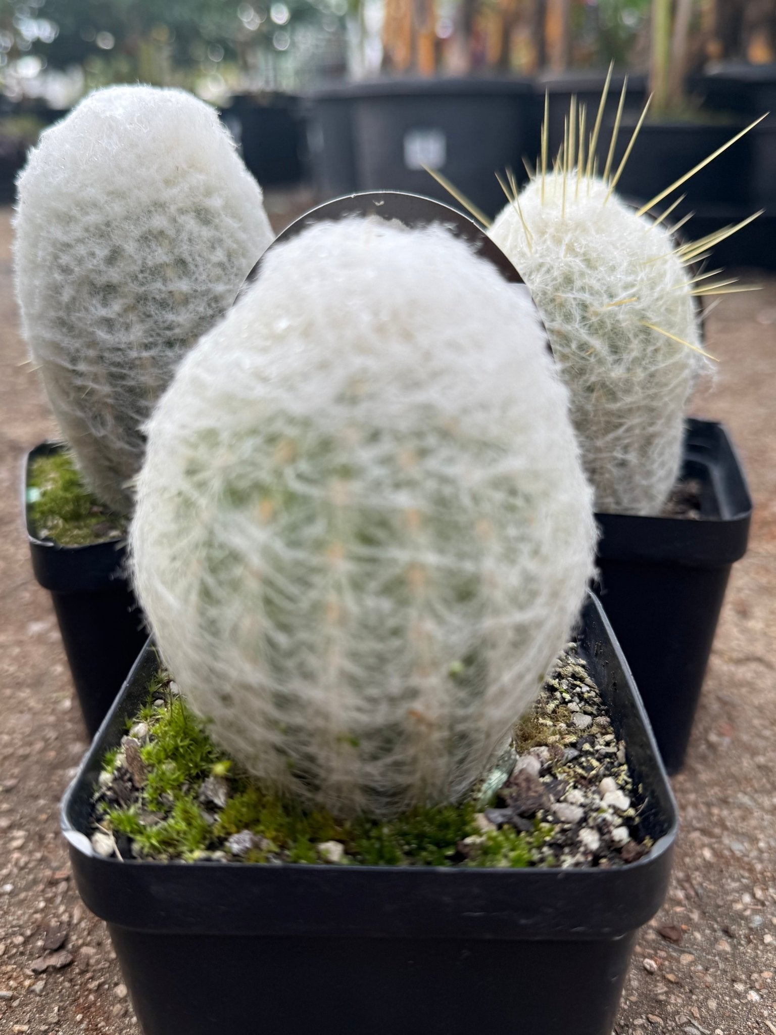 Peruvian Old Lady Cactus (Espostoa melanostele) - Ladybird Nursery