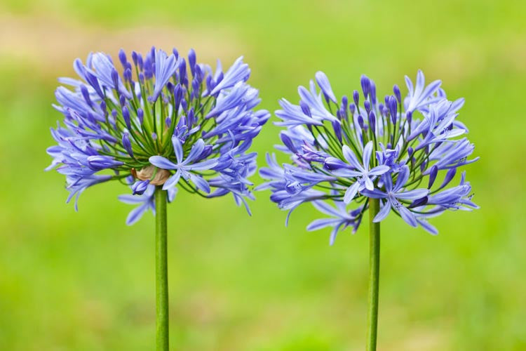 Agapanthus