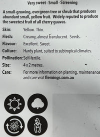 Guava 'Yellow Cherry' - Ladybird Nursery
