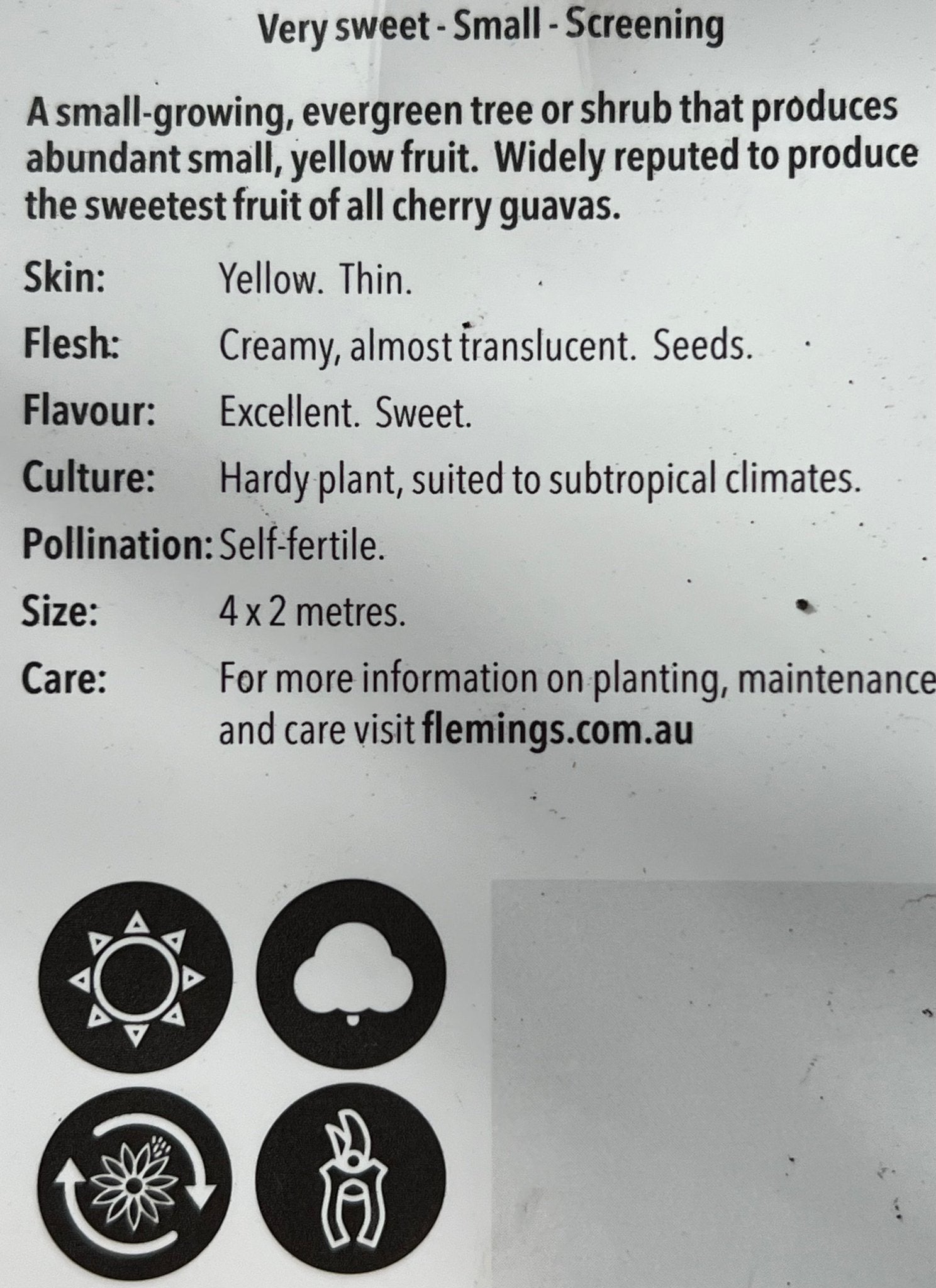 Guava 'Yellow Cherry' - Ladybird Nursery