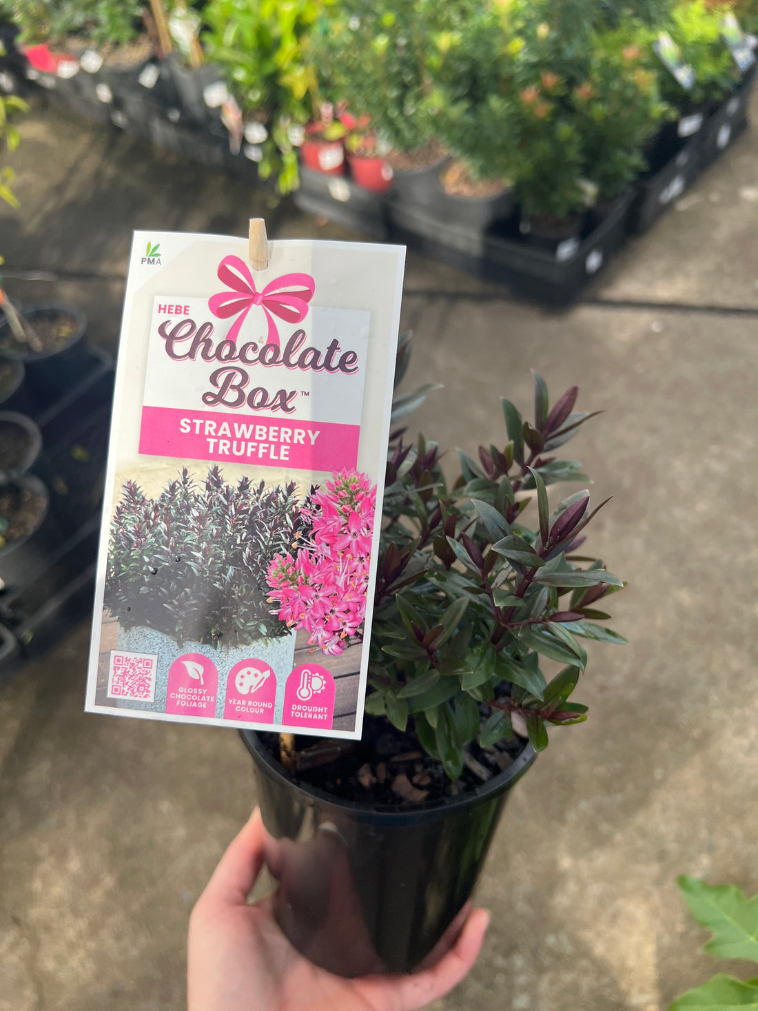 Hebe Chocolate Box ‘Strawberry Truffle’