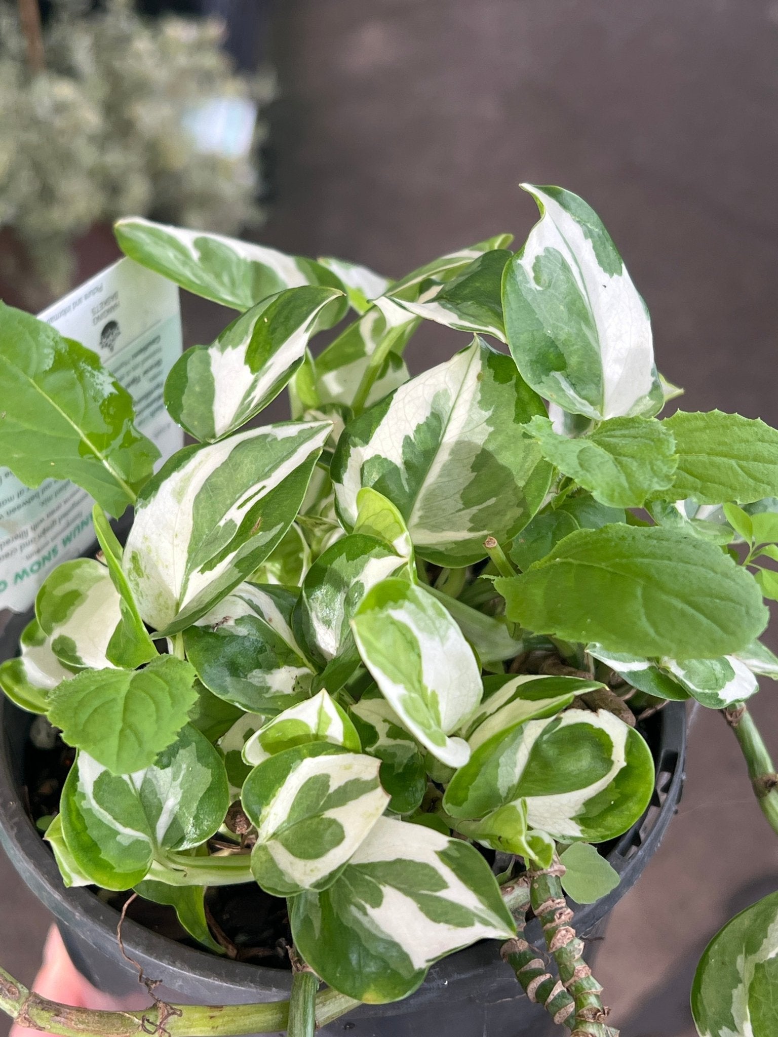 snow white pothos Pothos 'Snow Queen' Plant – Buy Now! – Ladybird Nursery