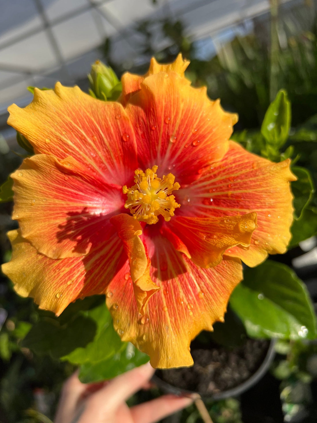 Hibiscus 'Flamenco™ Double Apollo' - Ladybird Nursery
