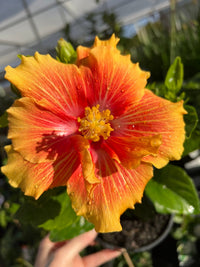 Hibiscus 'Flamenco™ Double Apollo' - Ladybird Nursery