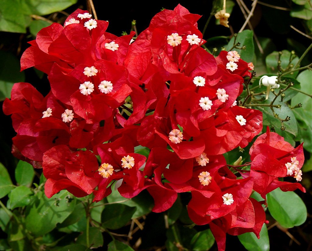 Bougainvillea Delta Dawn (Bougainvillea glabra) - Ladybird Nursery