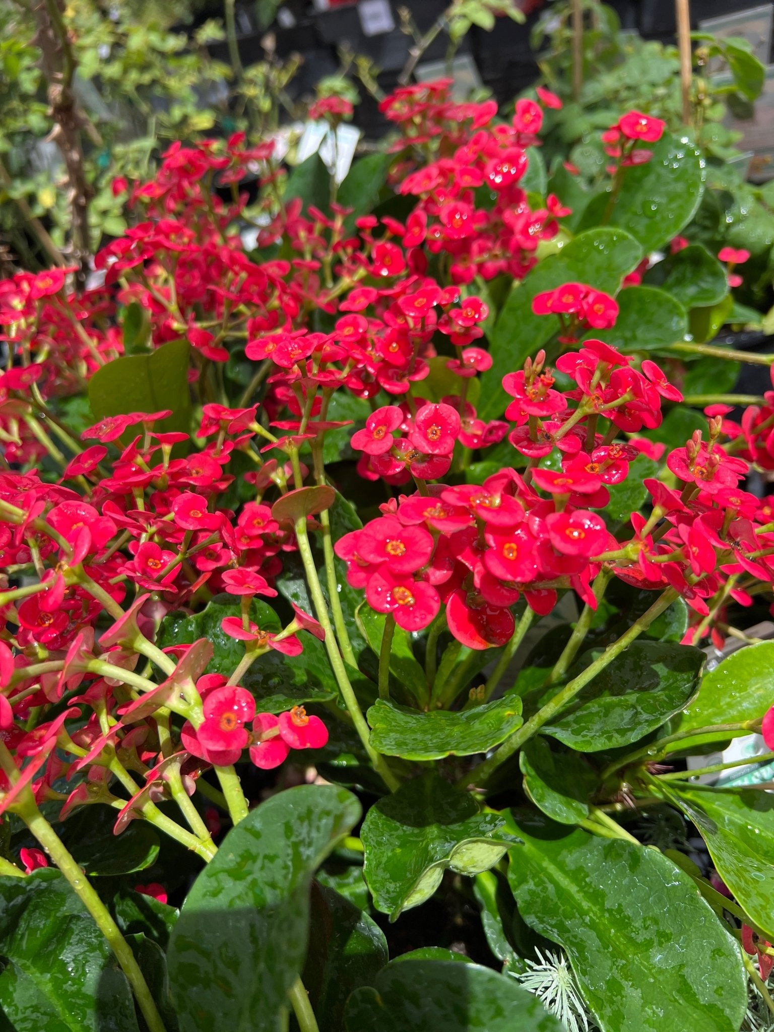 Euphorbia Somona 'Gabriella Red' - Ladybird Nursery
