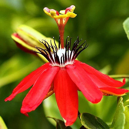 Red Passionflower (Passiflora coccinea)