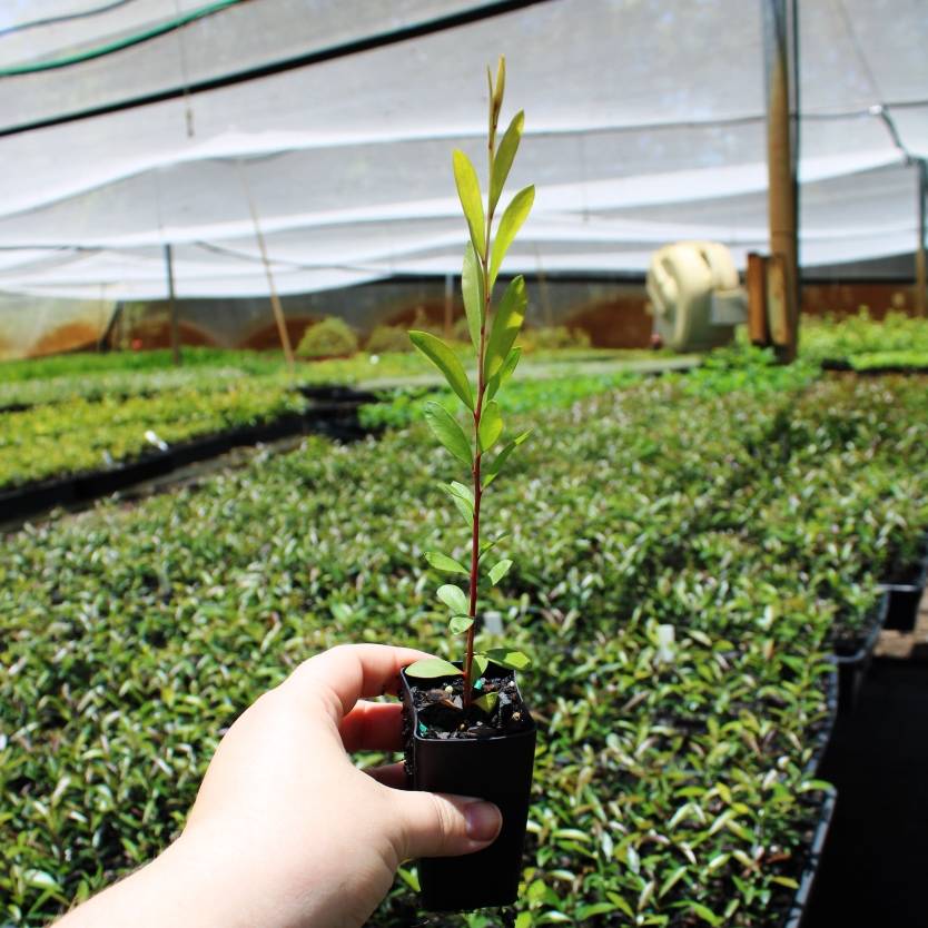 Bottlebrush Green (Callistemon pachyphyllus)