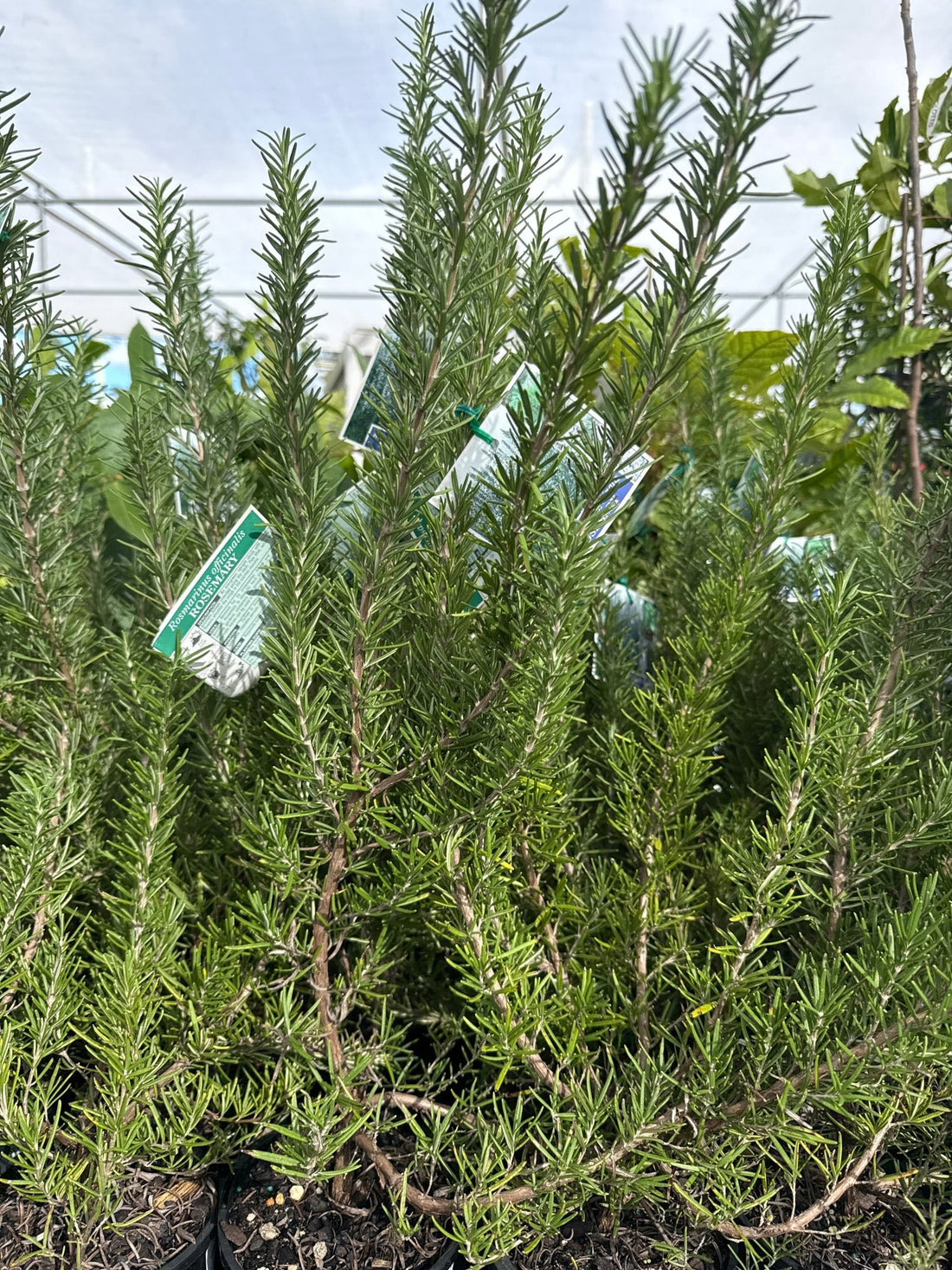Rosemary ‘Lamb Roast’ - Ladybird Nursery