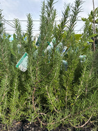 Rosemary ‘Lamb Roast’ - Ladybird Nursery