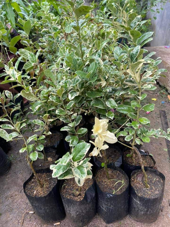 Lilly Pilly Silver Streaker (Syzygium australe)