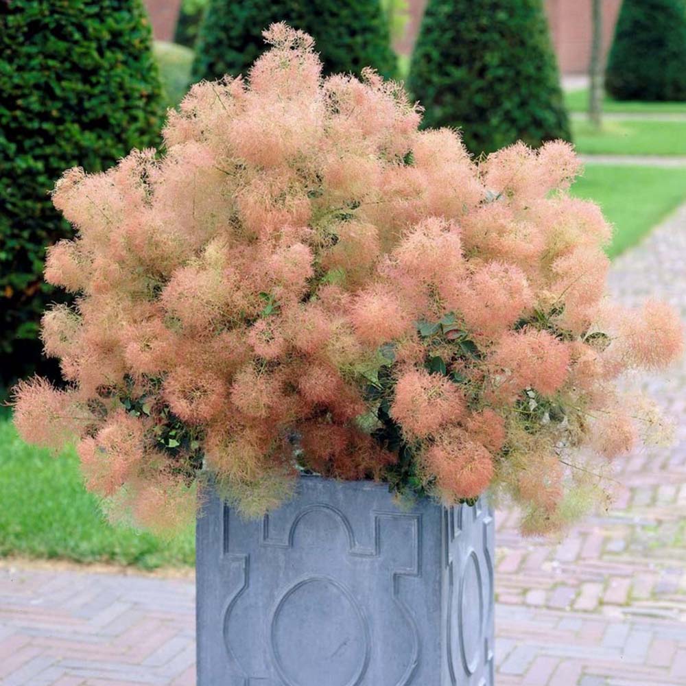 Smokebush Young Lady (Cotinus coggygria)