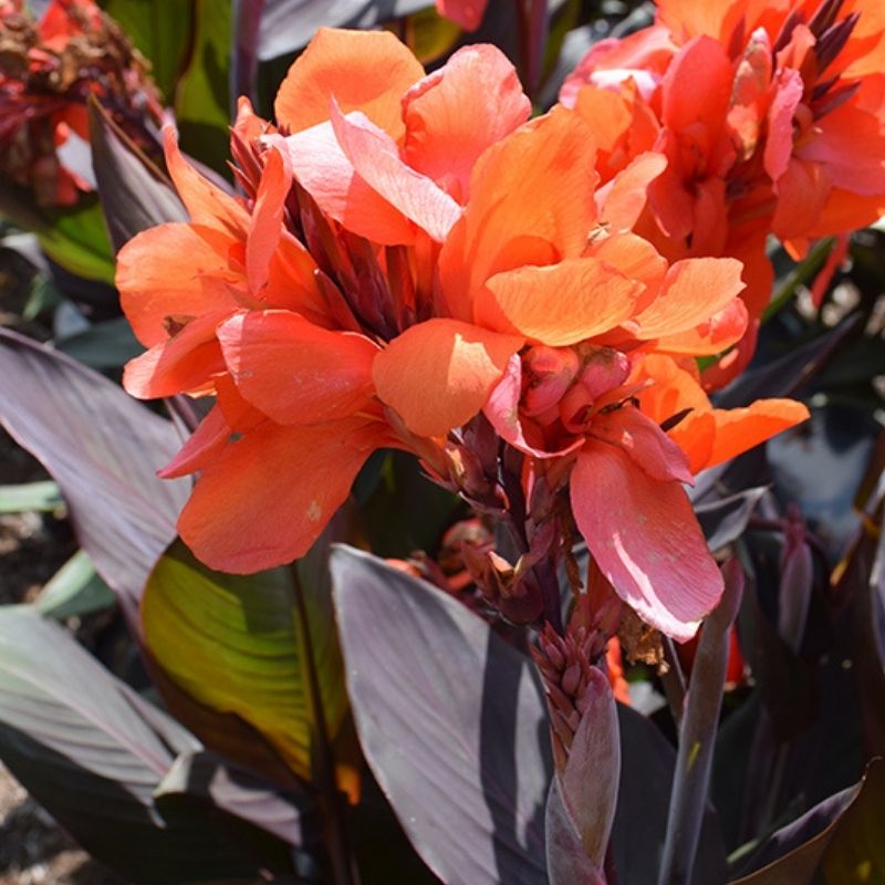 Canna generalis Cannova Red Orange Bicolour (Canna x.)