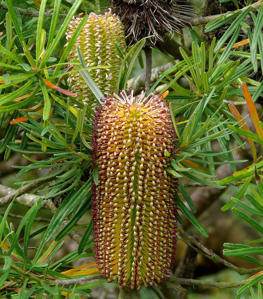 Hill Banksia Collina (Banksia spinulosa) - Ladybird Nursery
