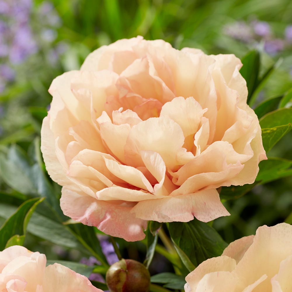 Itoh Peony Canary Brilliants (Paeonia)
