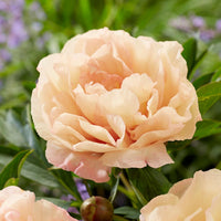 Itoh Peony Canary Brilliants (Paeonia) - Ladybird Nursery