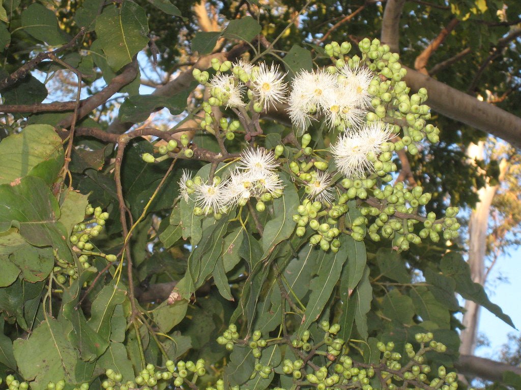 Cadaghi (Corymbia torelliana) - Ladybird Nursery