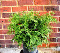 Hinoki Cypress Pygmaea (Chamaecyparis obtusa)